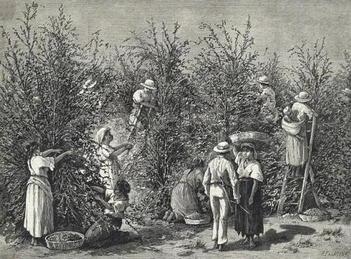 Workers Picking Ripe Berries from Trees